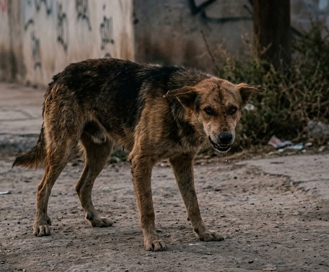 dog who potentially has rabies